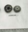 Click for 1 image(s) for this accession. FRUIT